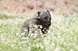 BOUVIER DES ARDENNES 020